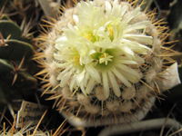 Stenocactus vaupelianus