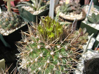 Sclerocactus brevihamatus