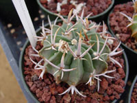 Stenocactus coptonogonus