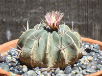 Stenocactus coptonogonus