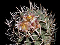 Stenocactus coptonogonus