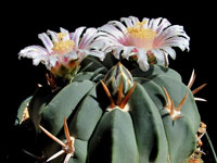 Stenocactus coptonogonus