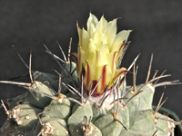 Strombocactus corregidorae