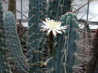 Stetsonia coryne