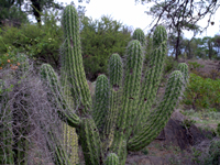 Stetsonia coryne