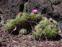 Stenocactus crispatus