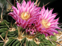 Stenocactus crispatus