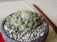 Strombocactus disciformis