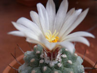 Strombocactus disciformis