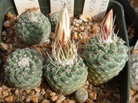 Strombocactus disciformis