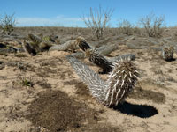 Stenocereus eruca