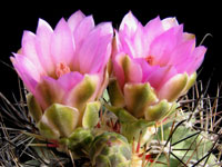 Sclerocactus glaucus