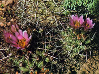 Sclerocactus glaucus