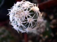 Sclerocactus glaucus