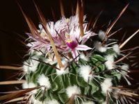 Stenocactus hastatus