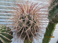 Sclerocactus havasupaiensis
