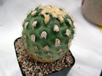 Sclerocactus mesae-verdae