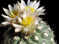 Sclerocactus mesae-verdae