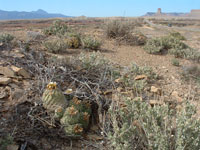 Sclerocactus mesae-verdae