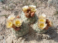 Sclerocactus mesae-verdae