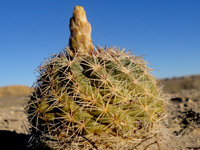 Sclerocactus mesae-verdae