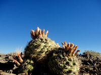 Sclerocactus mesae-verdae