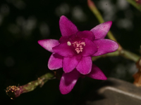 Schlumbergera microsphaerica