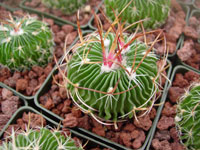 Stenocactus multicostatus