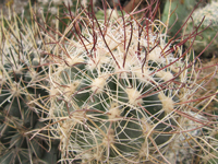 Sclerocactus nyensis