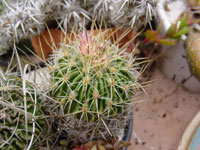 Stenocactus obvallatus