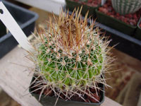 Stenocactus ochoterenanus