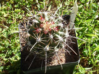 Sclerocactus parviflorus