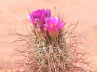 Sclerocactus parviflorus