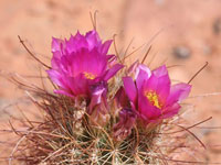 Sclerocactus parviflorus