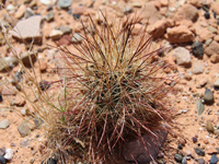 Sclerocactus parviflorus