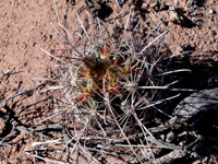 Sclerocactus parviflorus