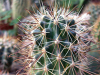 Sclerocactus parviflorus