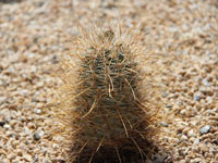 Sclerocactus parviflorus