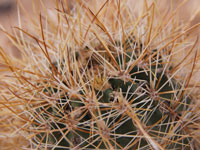 Sclerocactus parviflorus