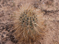 Sclerocactus parviflorus