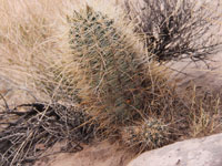 Sclerocactus parviflorus