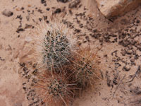 Sclerocactus parviflorus