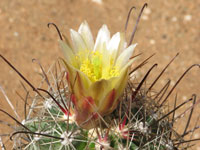 Sclerocactus pubispinus