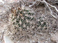 Pediocactus sileri