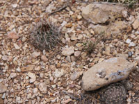 Sclerocactus sileri