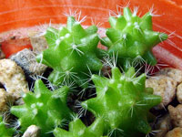 Mammillaria sphacelata