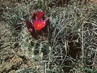 Sclerocactus spinosior