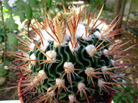 Stenocactus sulphureus