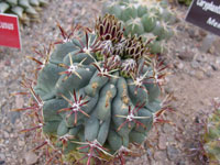 Sclerocactus uncinatus