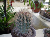 Sclerocactus uncinatus